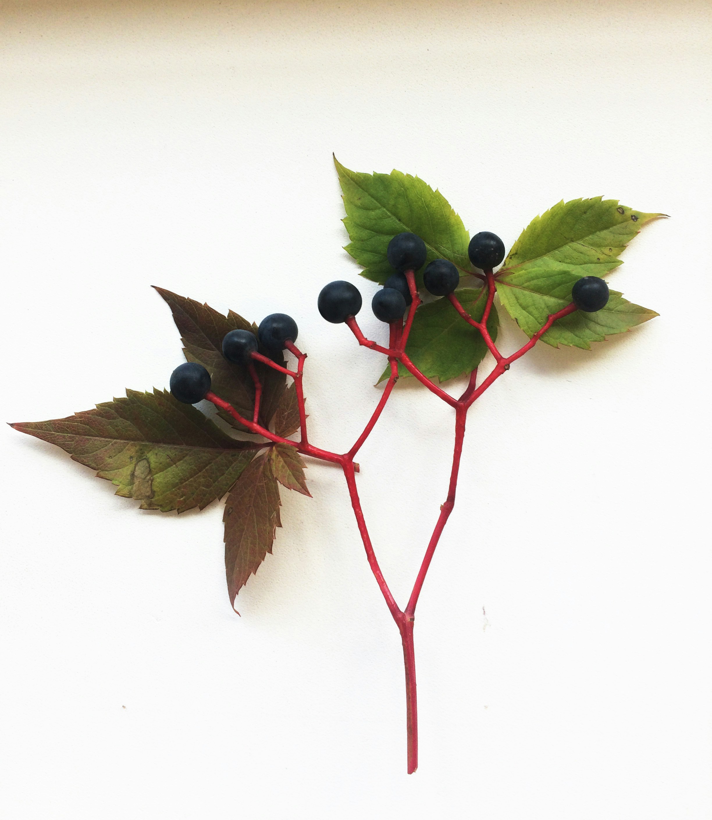 black berries with green leaves