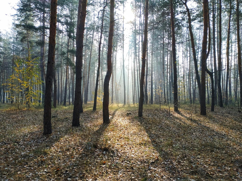 pine trees during daytime