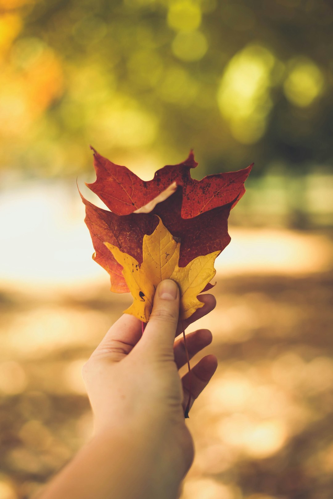 red and yellow leaves macro photography