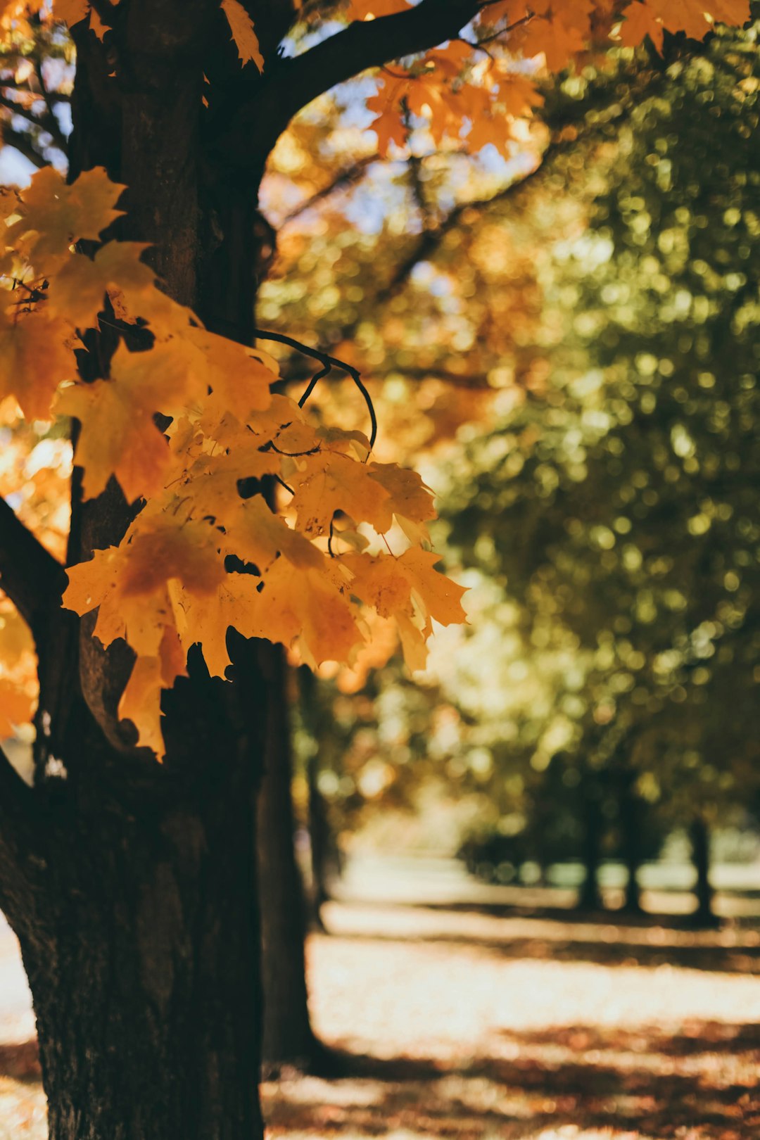 yellow-leafed tree macro photography