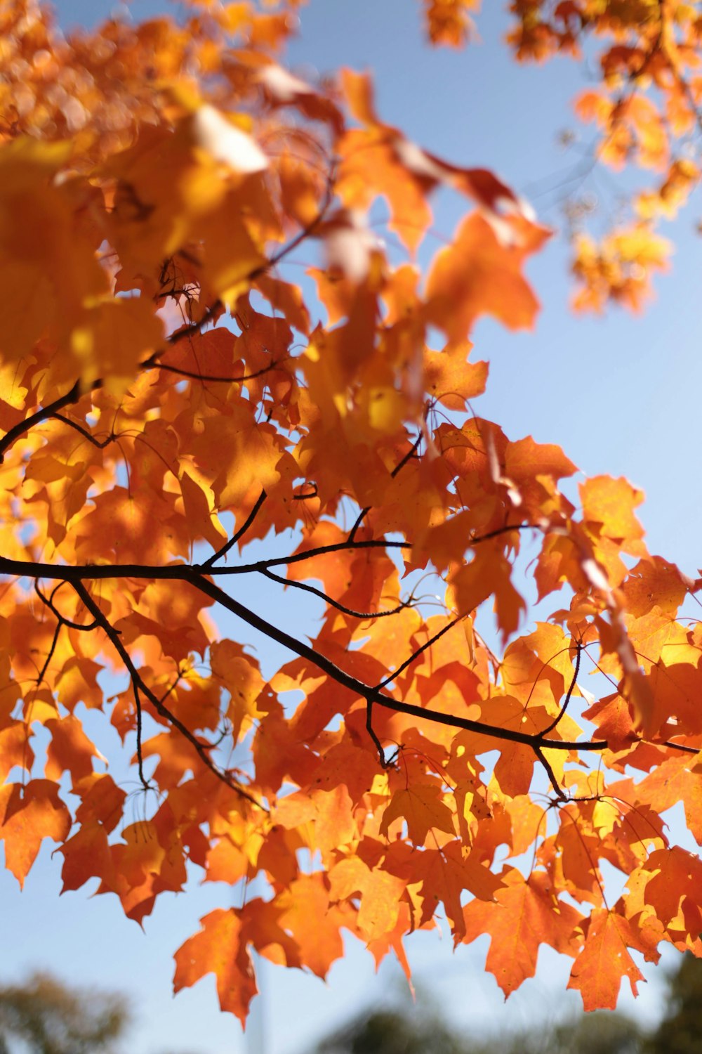 brown tree