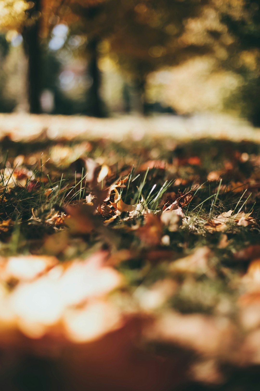 brown leaf