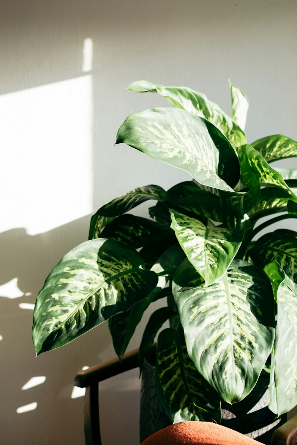 green-leafed plant