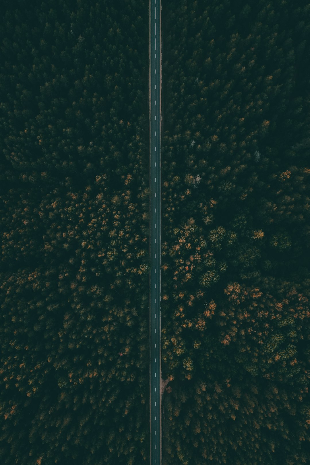 straight road surrounded by trees