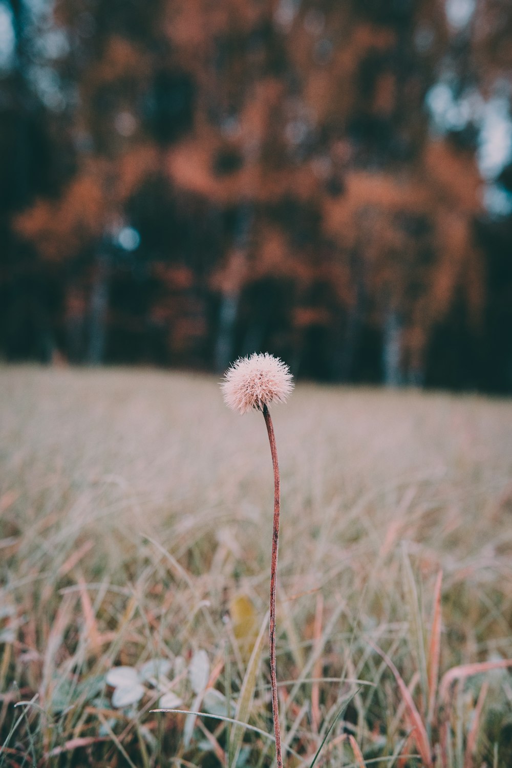 white dandelion beside green grass