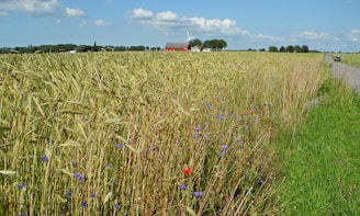 A vast field of wheat with vibrant green stalks under a clear blue sky. In the distance, a red barn and a wind turbine are visible, surrounded by a few trees. The foreground features small wildflowers with blue and red petals along the edge of a grassy path.