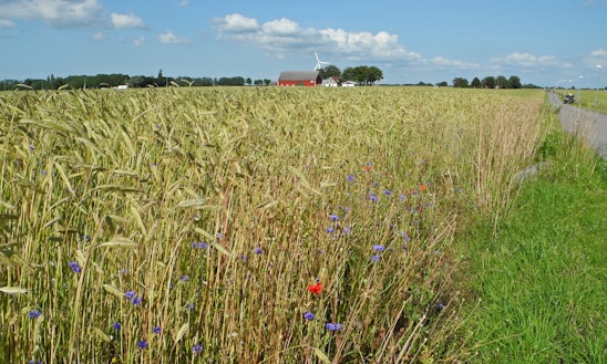 A vast field of wheat with vibrant green stalks under a clear blue sky. In the distance, a red barn and a wind turbine are visible, surrounded by a few trees. The foreground features small wildflowers with blue and red petals along the edge of a grassy path.