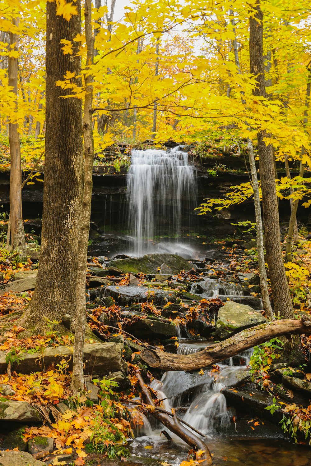 river in forest