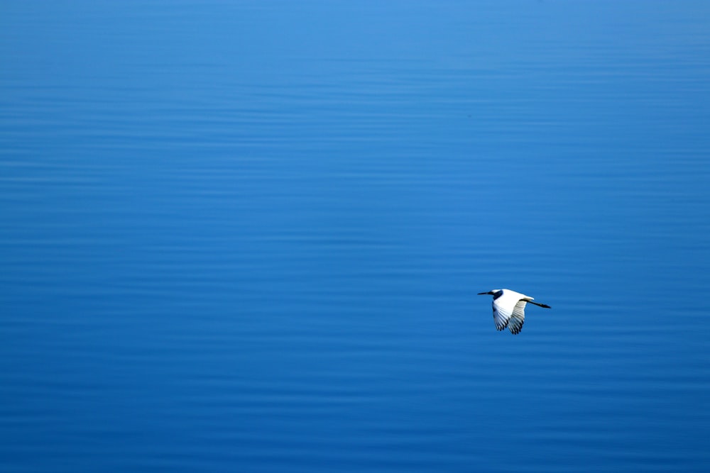 white and gray bird flying near water