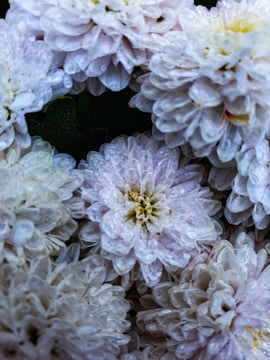 Clusters of white chrysanthemum flowers glisten with droplets of water on their delicate petals.