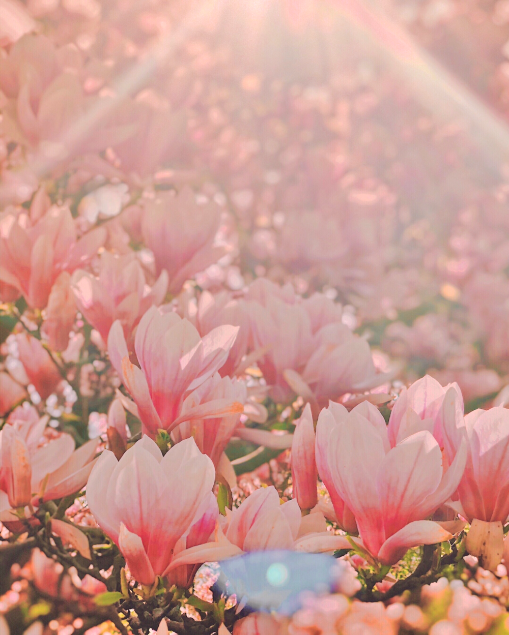 pink-petaled flower