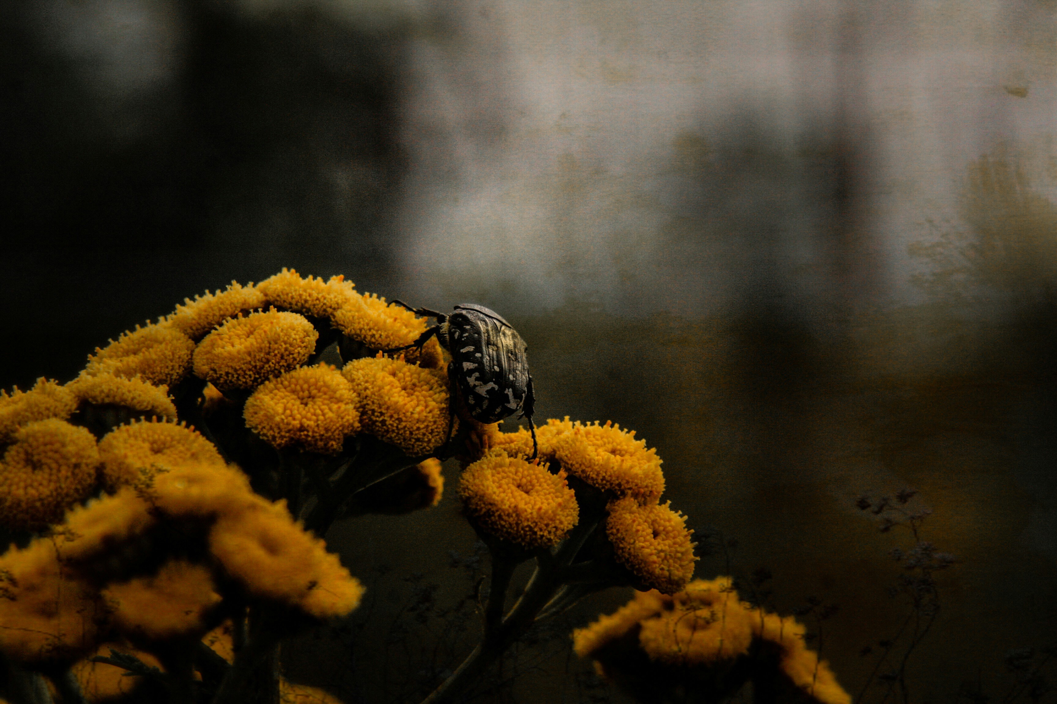 A bug climbing on a plant.