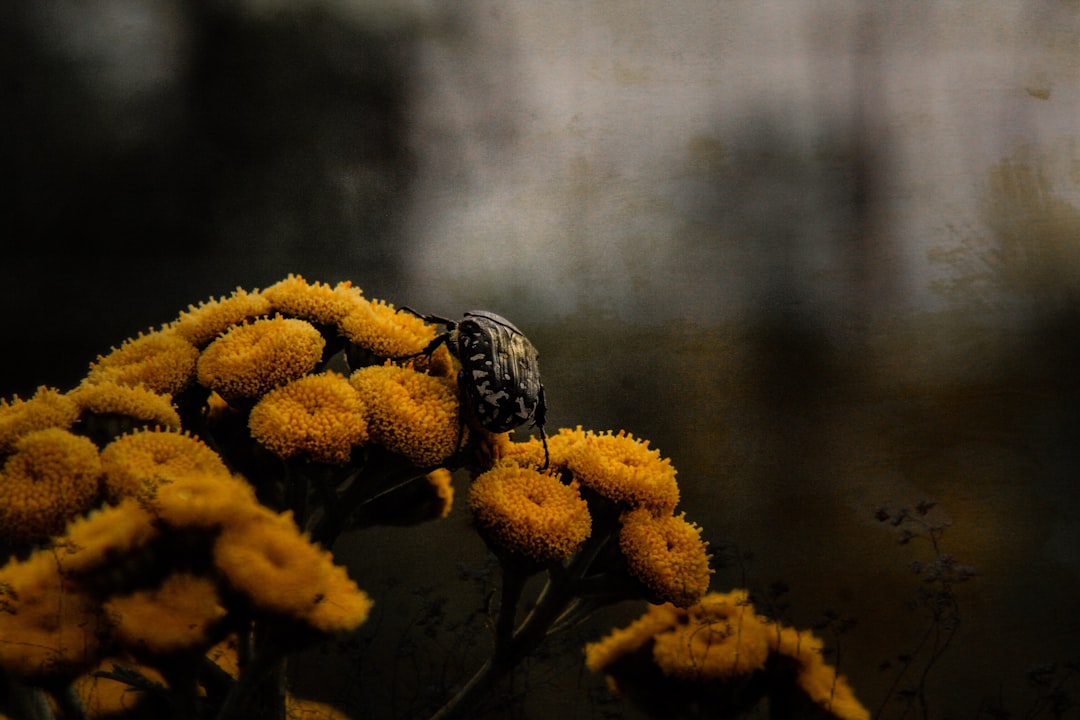 black bee on flower