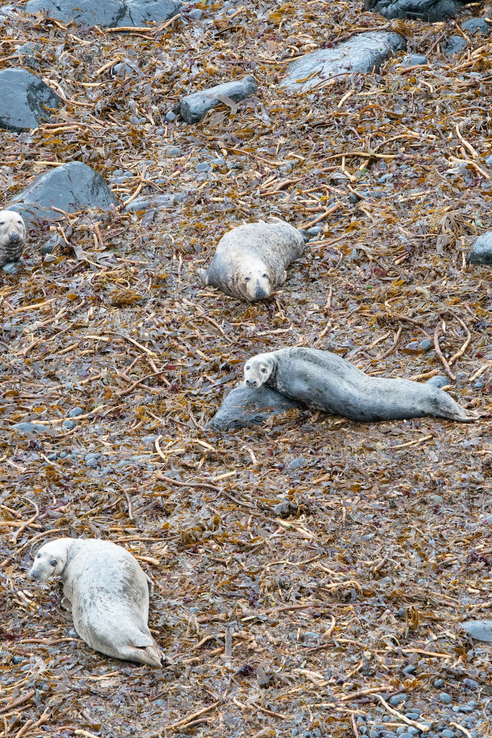 group of seal on the shore