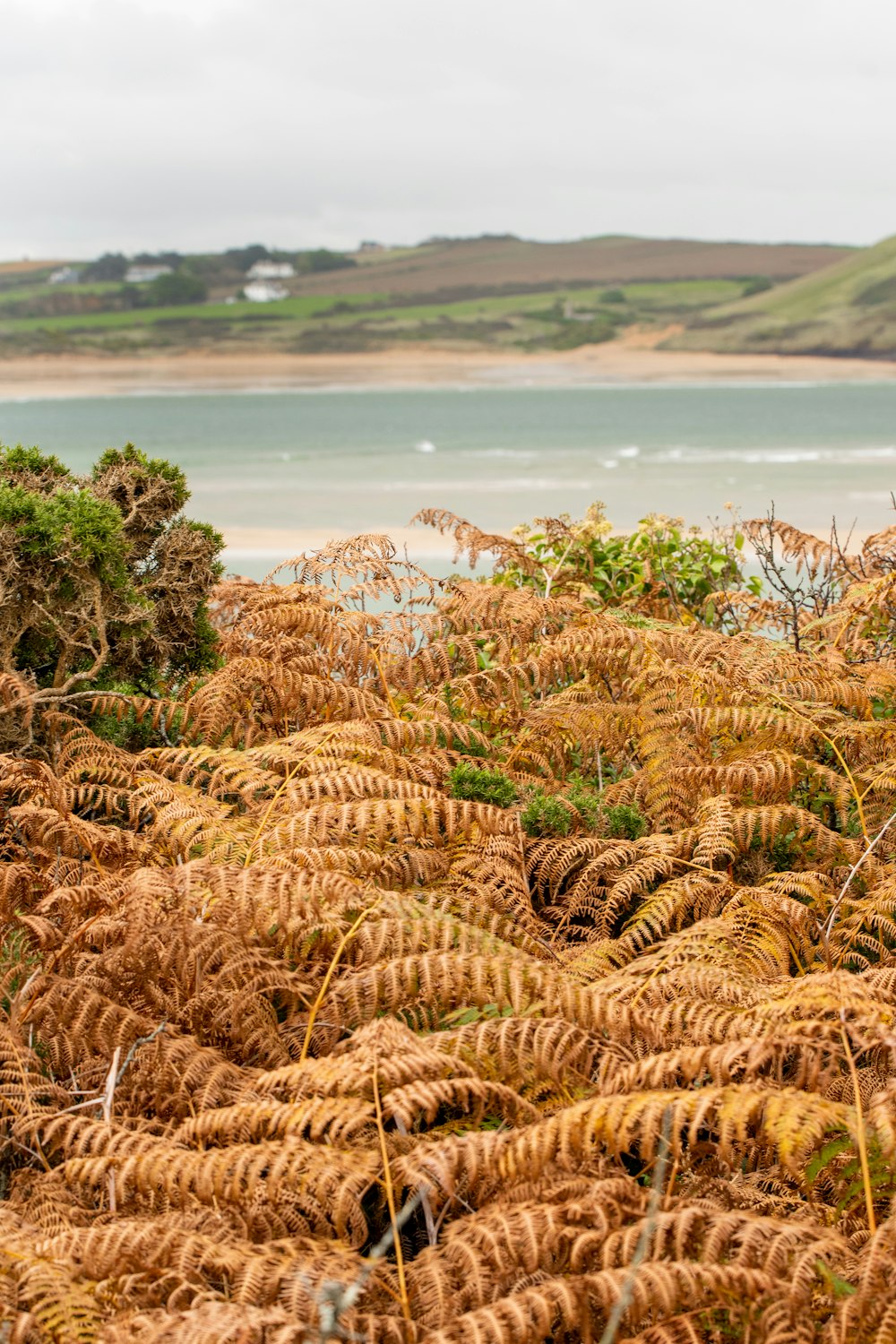 brown and green fern plant scenery