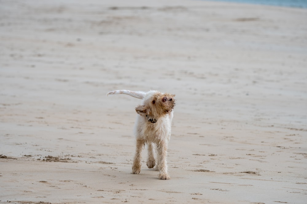 cucciolo bianco in spiaggia