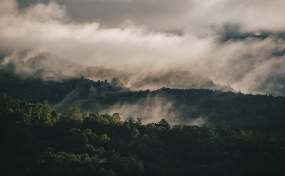 green foggy trees scenery