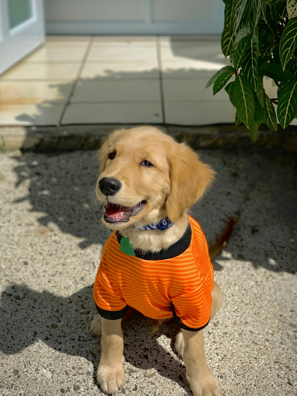 dog wearing orange shirt during daytime