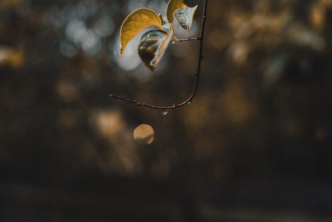 green-leafed plant in selective-focus photography