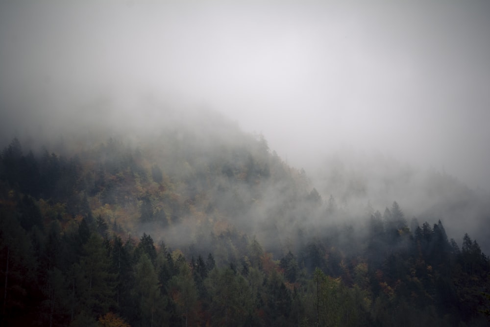 green forest covered with fogs