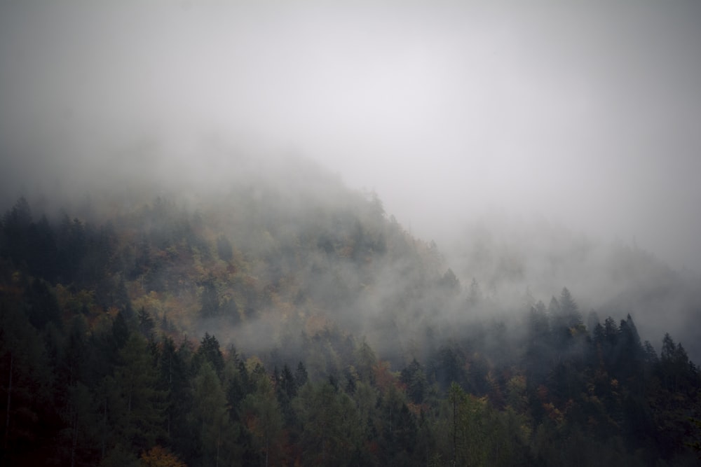Bosque verde cubierto de nieblas