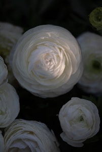 A close-up of several white ranunculus flowers, showcasing their delicate, layered petals. The flowers are set against a dark, subdued background that highlights their intricate details and soft textures.