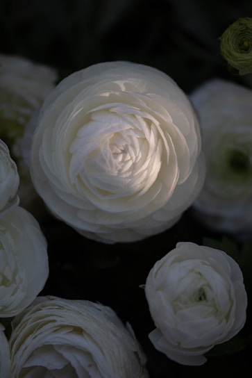 A close-up of several white ranunculus flowers, showcasing their delicate, layered petals. The flowers are set against a dark, subdued background that highlights their intricate details and soft textures.