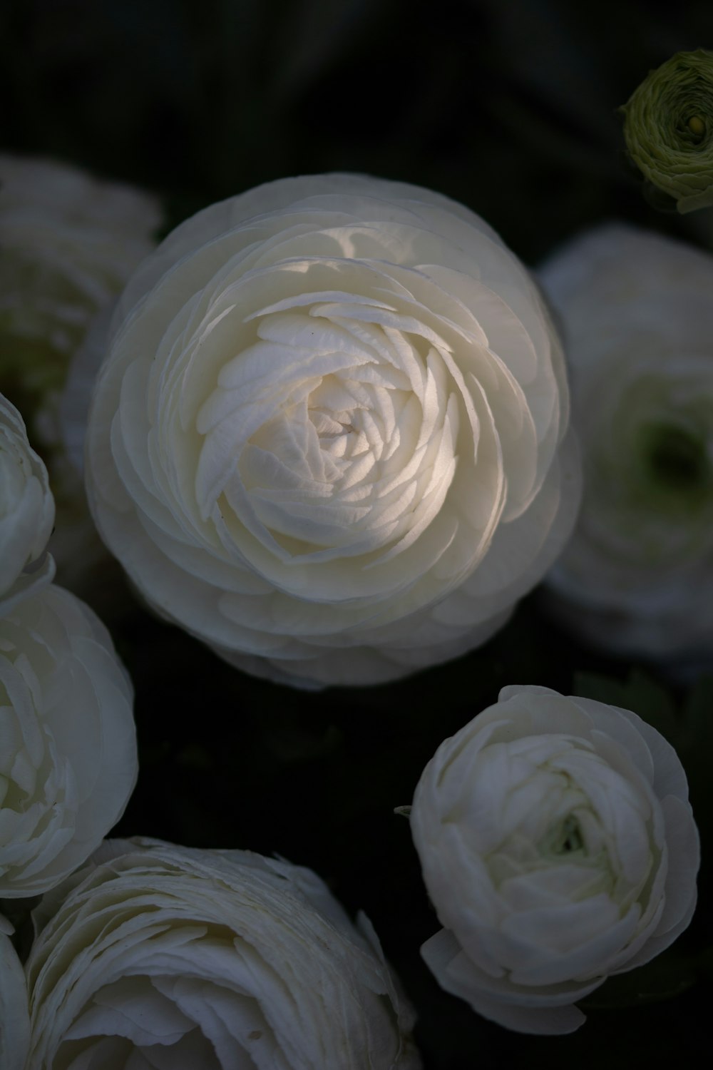 white-petaled flowers