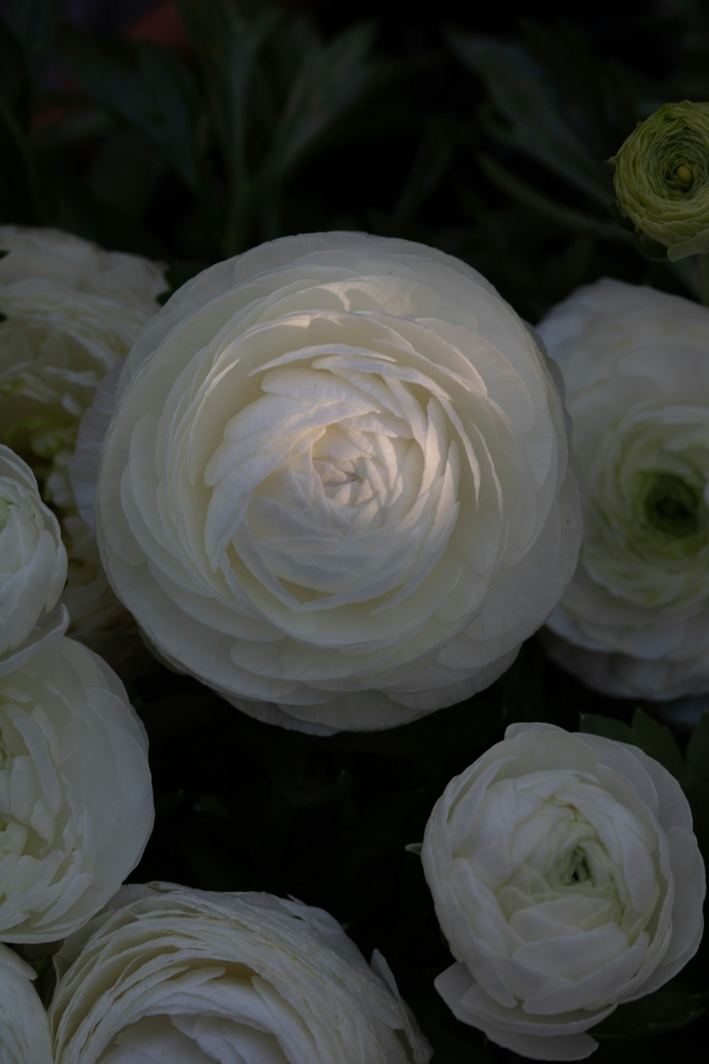 white rose