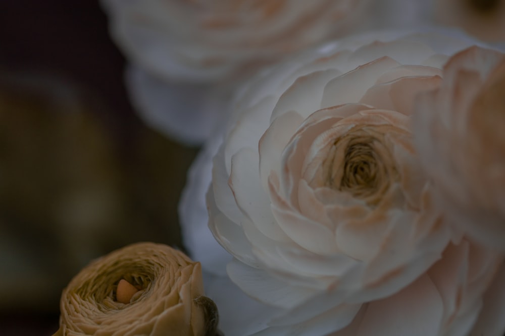 white-petaled flowers