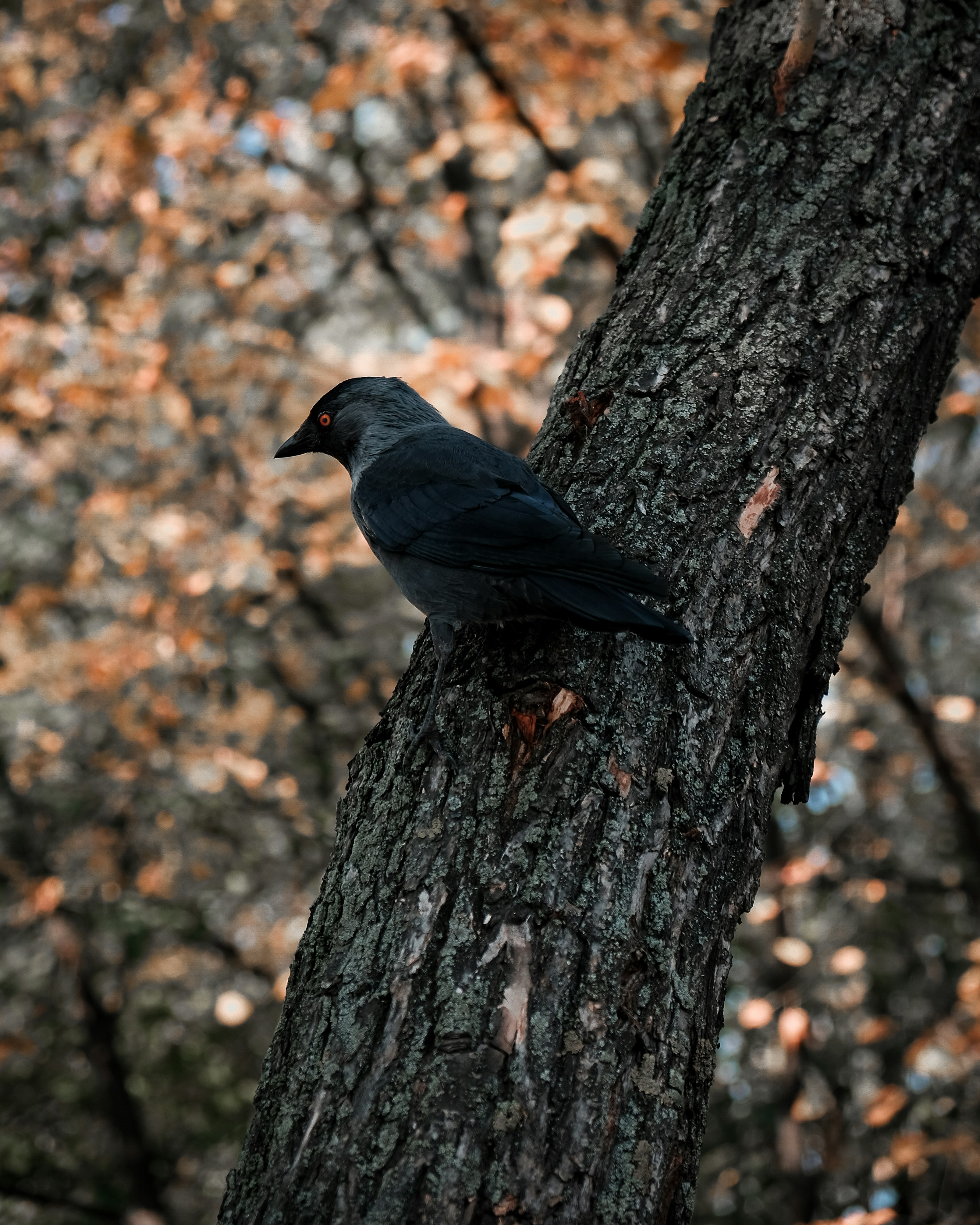 photo of black bird on tree branch