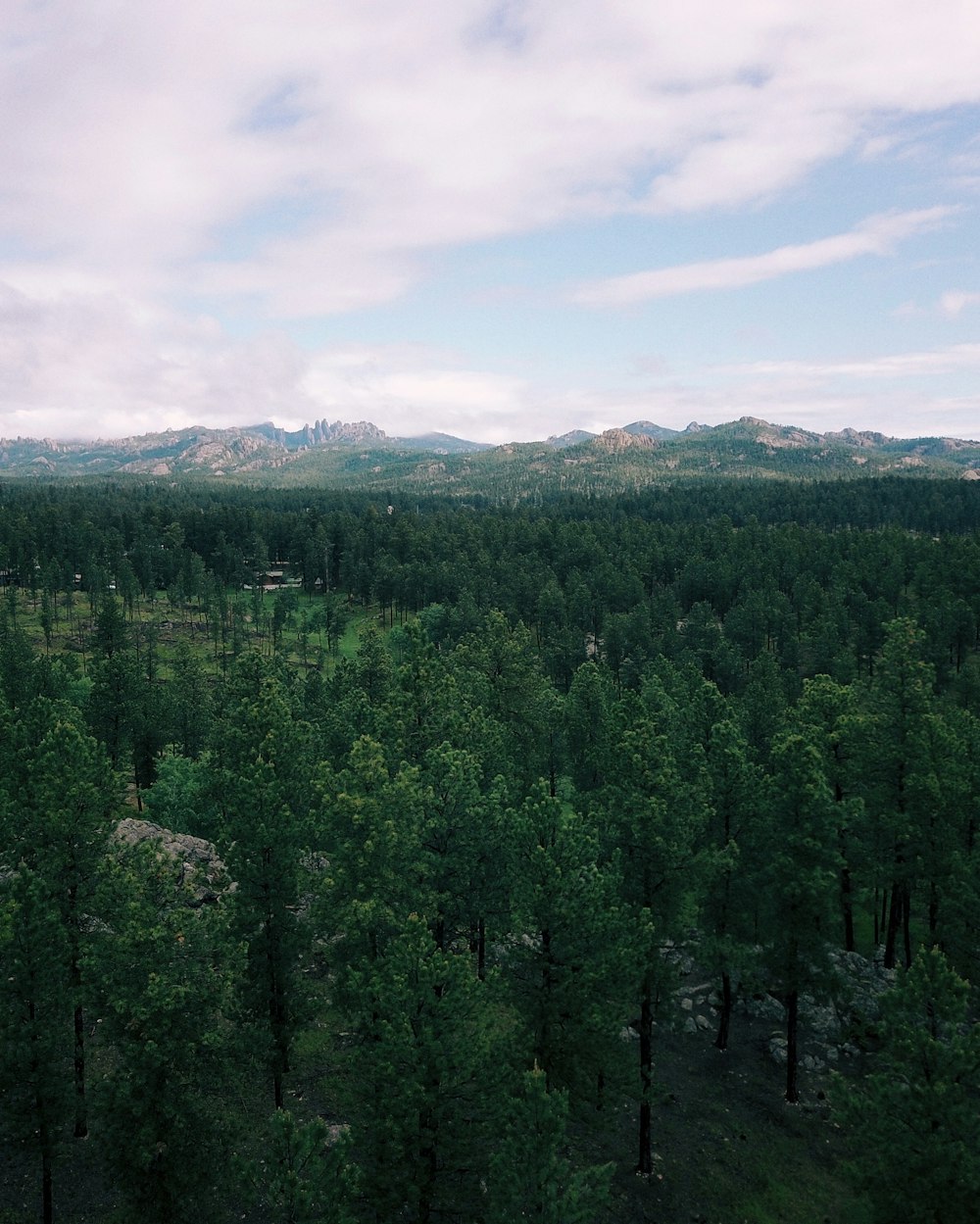 green trees