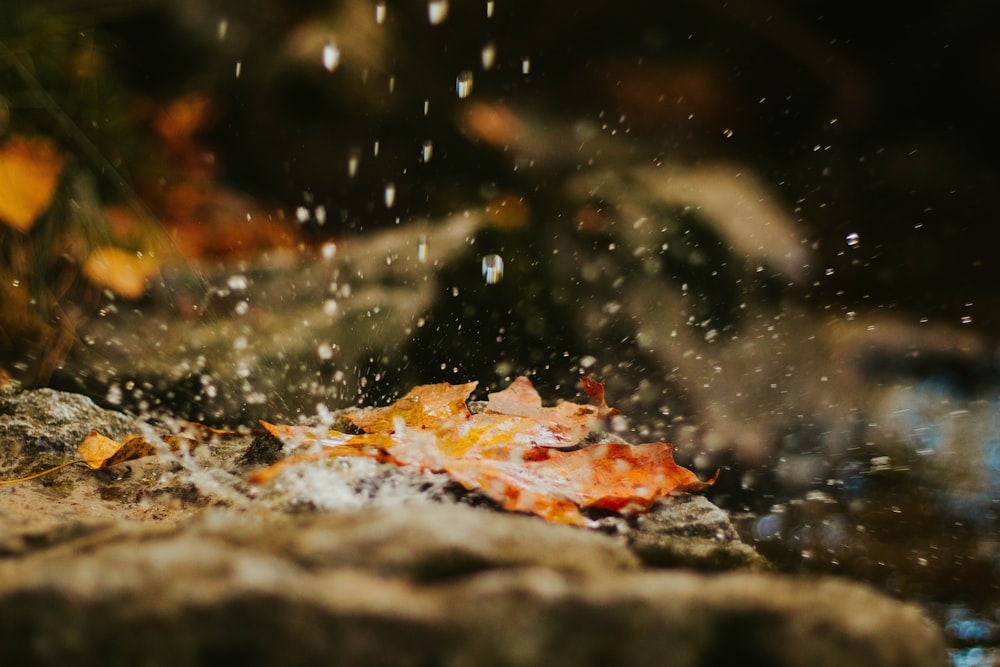 a leaf that is sitting on a rock