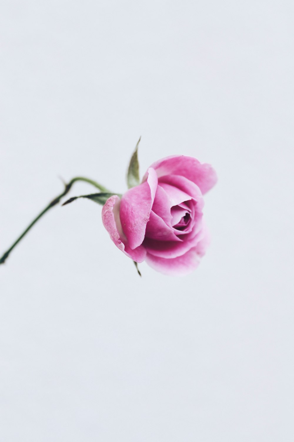 a single pink rose on a white background