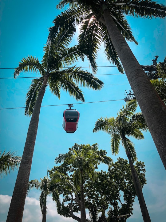 brown cable car beside coconut tree in Sentosa Singapore