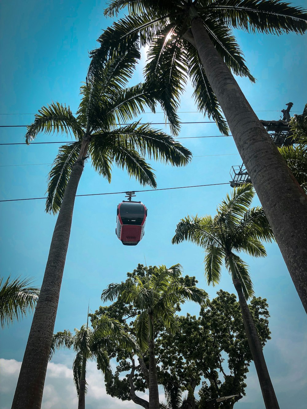 brown cable car beside coconut tree
