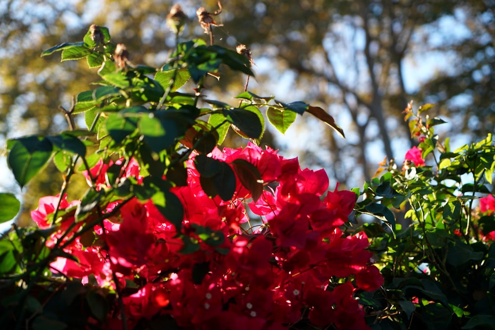 photo of red flowers