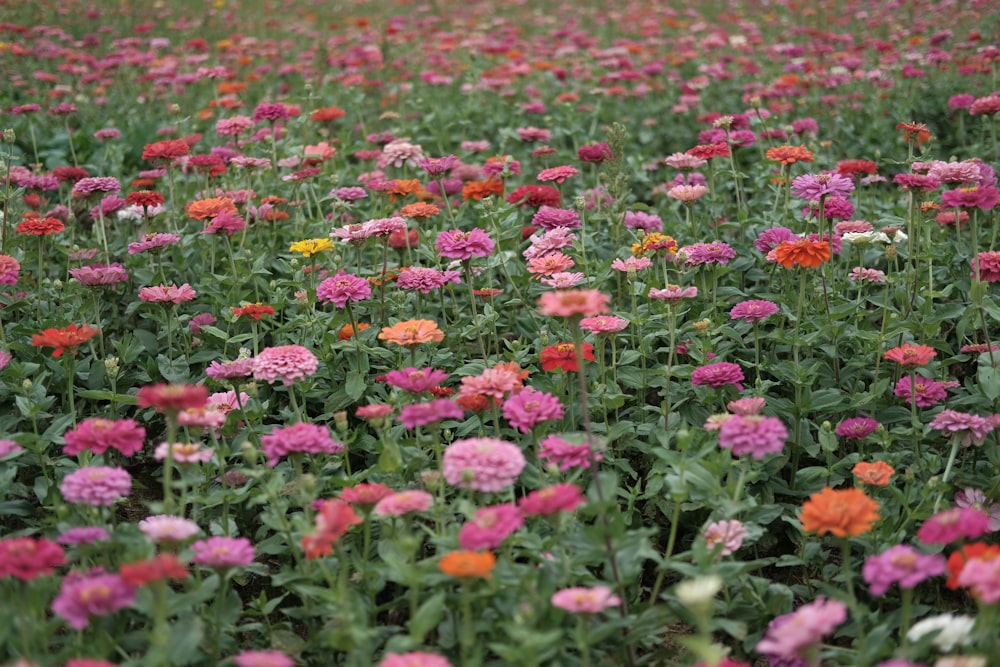 flores de colores variados con hojas verdes