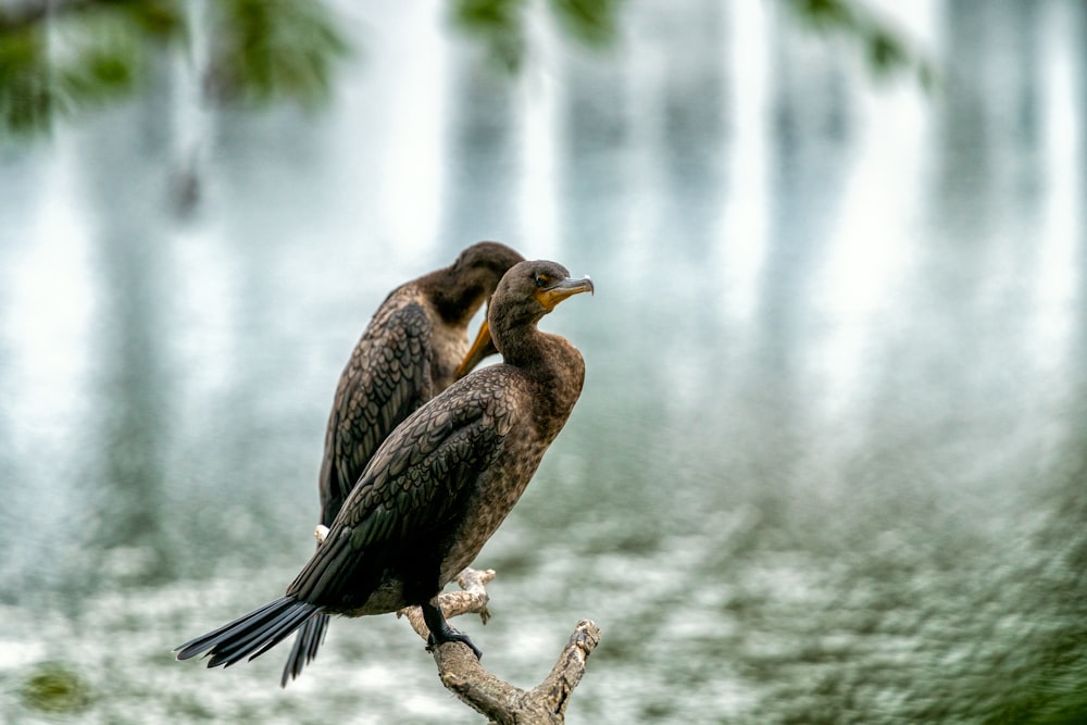 two brown birds on tree