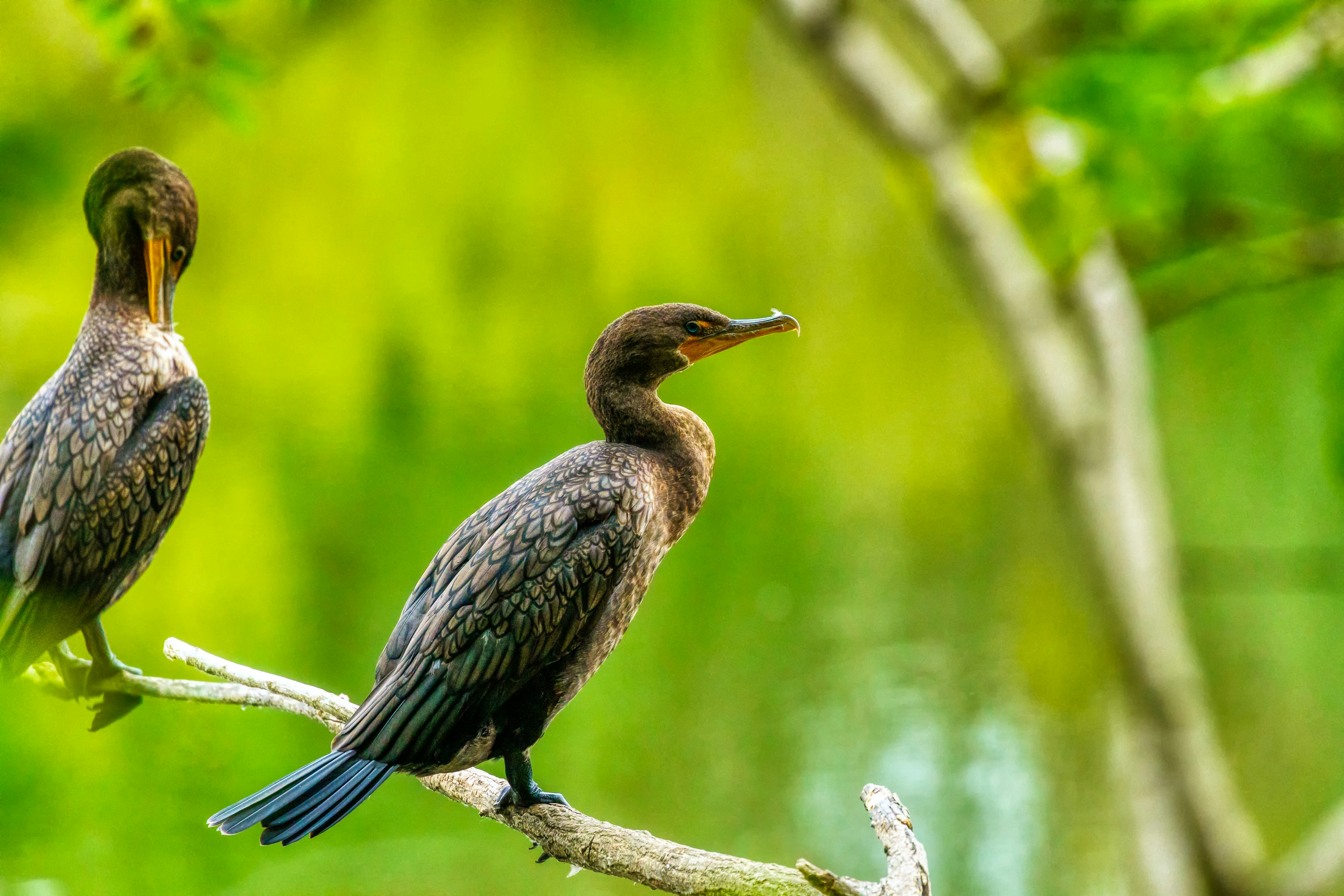 closeup photo of two birds on tree brunch