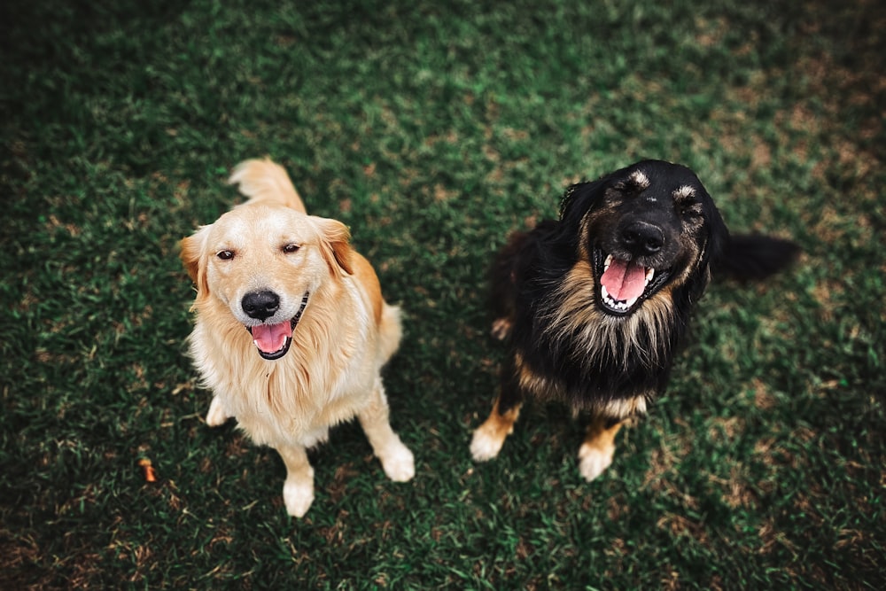 two long-coated black and beige dogs