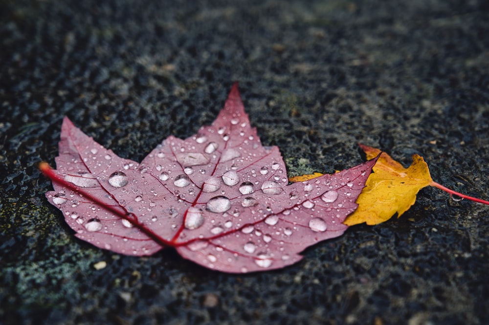 closeup photo of two leaves on gay surface