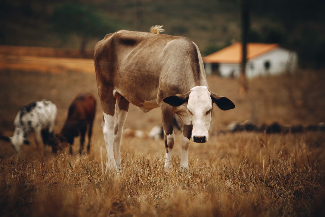 brown and white cows on brown grass