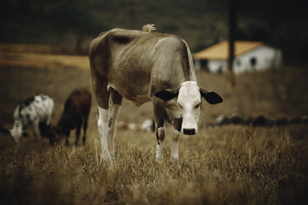 brown and white cows on brown grass