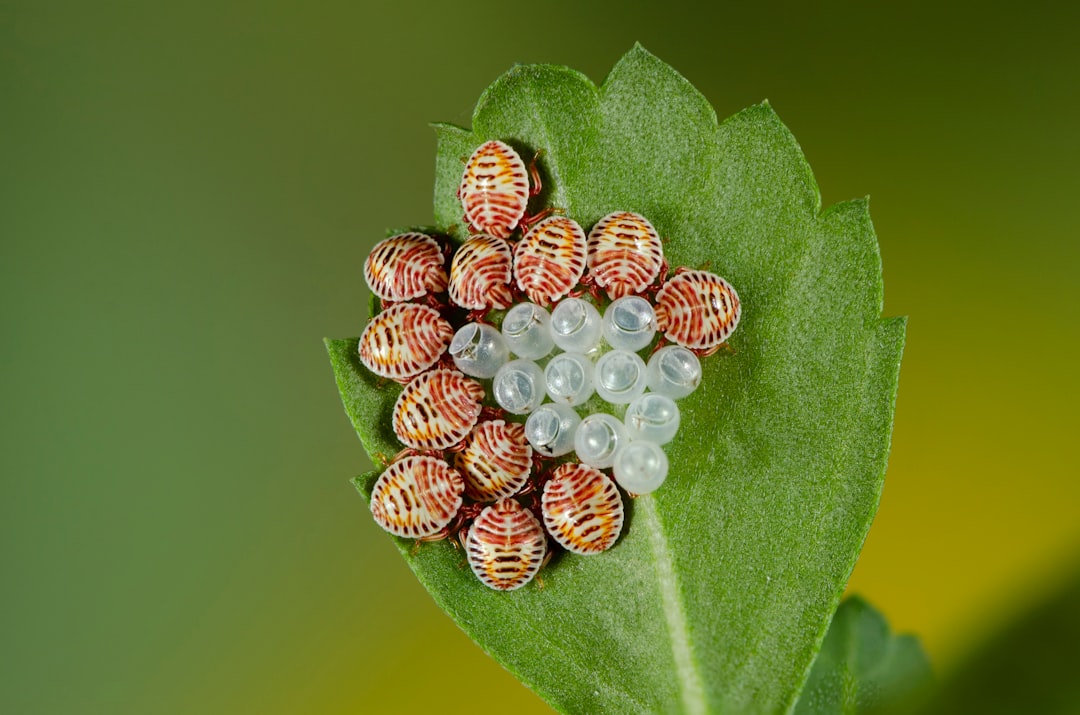 True Bugs_Eggs,
This group of insects is very large, with around 75,000 species worldwide. Around 1,700 of these can be found in the British Isles. This group of insects has been found in India.