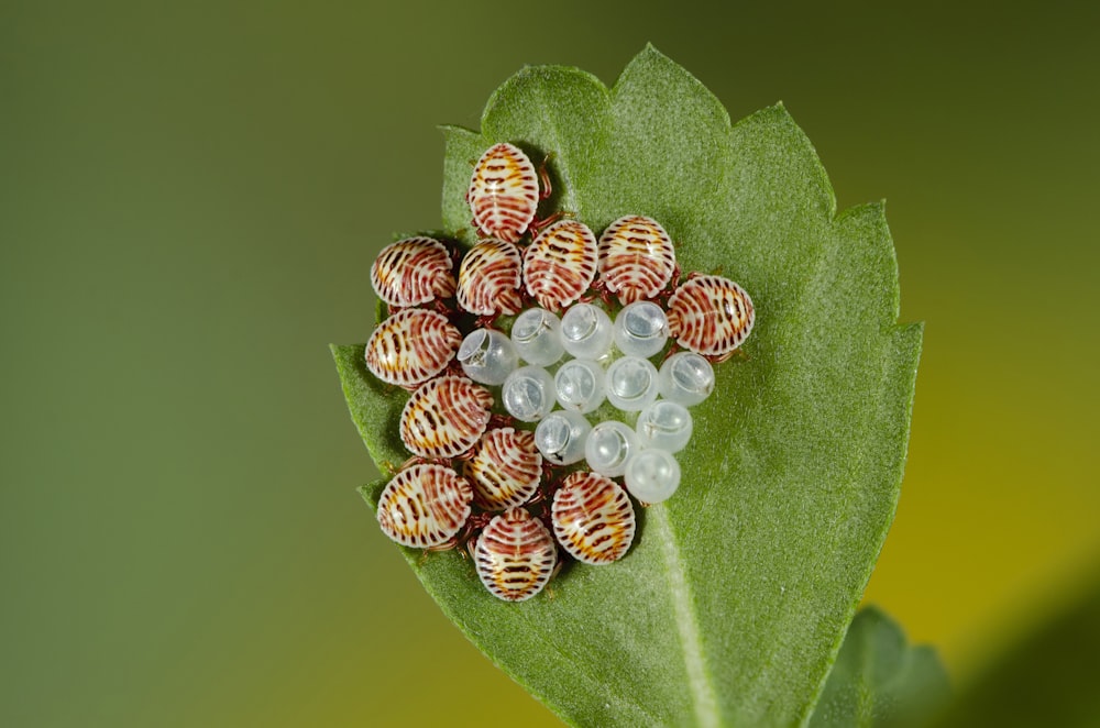Makrofotografie von braunen Insekten auf grünem Blatt