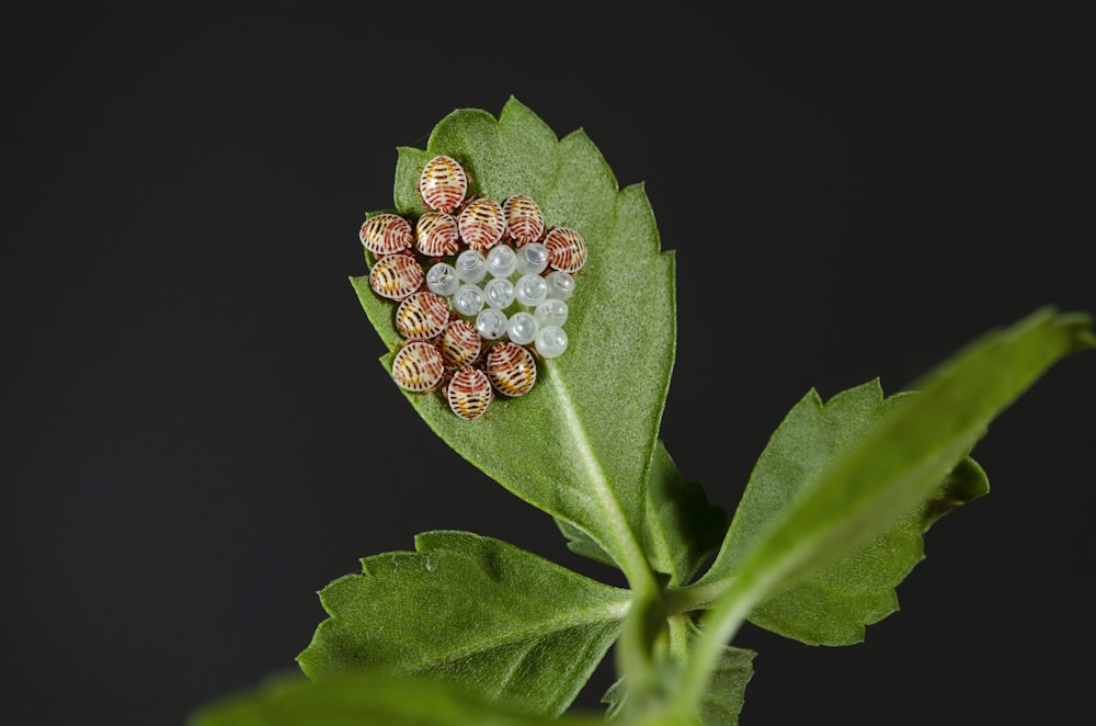 a close up of a leaf with some candy on it