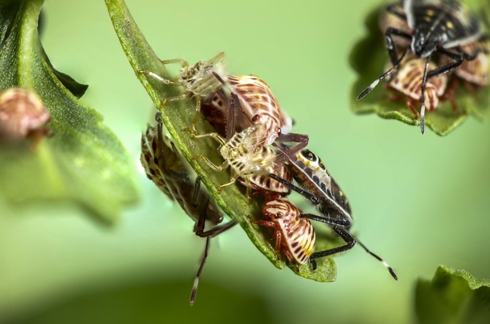 brown winged insects