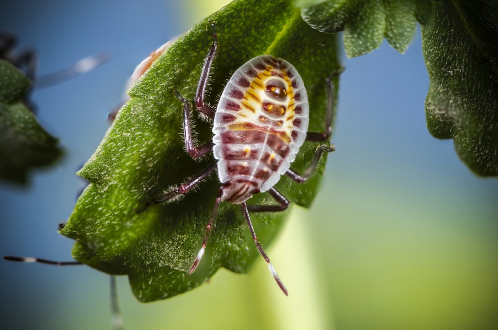 brown and white bug