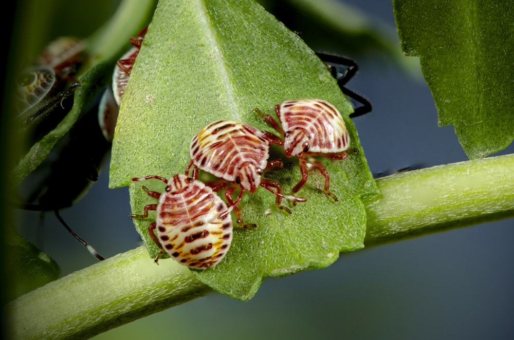 red bug insects